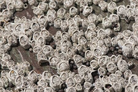 Barnacles, scales, mussels and other sea molluscs alive or eaten by birds are easy to see along the coast of Portugal on the rocks washed by the seaの写真素材