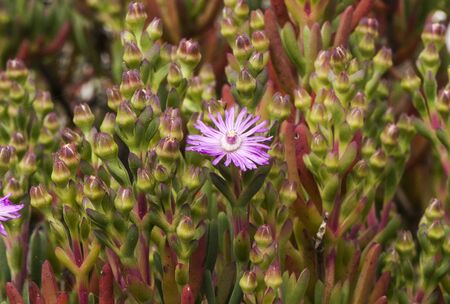 Carpobrotus species, invasive plant of beautiful purple flowers growing abundantly on the sand of the beachの写真素材