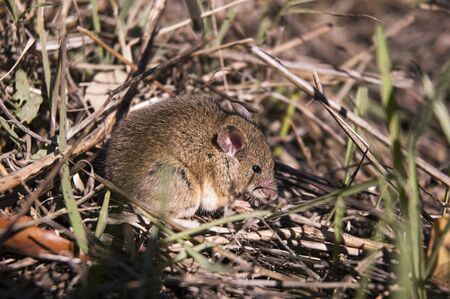 Field mouse hidden among the grasses eating calmly natural lightingの写真素材