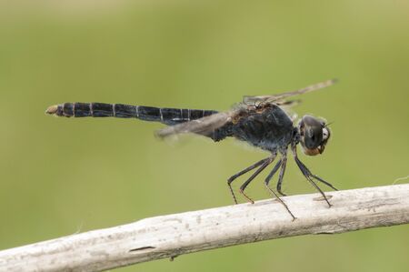 Brachythemis imparts northern banded groundling species of dragonfly that lives in marshes and areas of water flooded perched on a stick on green background defocused natural lightingの写真素材