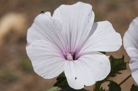 Lavatera cf trimestris beautiful and large light purple flower with fruits that look like green...