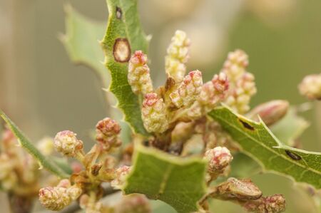 Quercus coccifera the kermes oak flowers of this Mediterranean bush hanging as filaments of the end of the branches green background out of focus natural lightingの写真素材