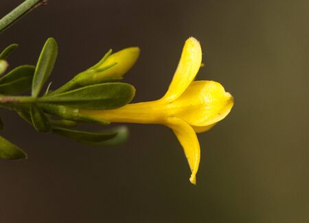Jasminum fruticans common yellow jasmine shrubby wild plant with flowers of an intense yellow gold color green background natural lightingの写真素材
