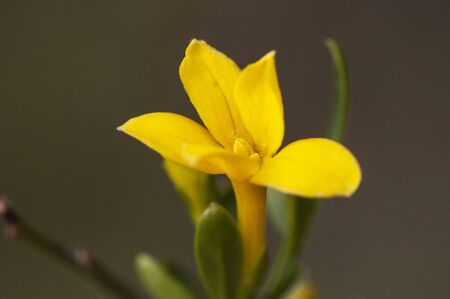 Jasminum fruticans common yellow jasmine shrubby wild plant with flowers of an intense yellow gold...