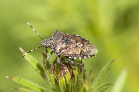 Rhaphigaster nebulosa mottled shieldbug stink bug nice-looking marbled perched on green plant background of the same color natural lightの写真素材