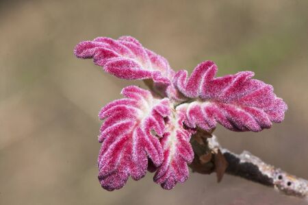Quercus pyrenaica reddish spring bud as if it were made of red velvet brown background green light naturalの写真素材