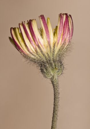 Pilosella argyrocoma precious composed of mountain with yellow and orange color with a lot of hair on its surface light brown background flash lightの写真素材