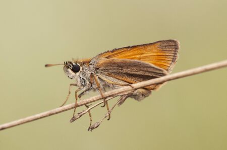 Thymelicus sylvestris The Small Skipper a very common and pretty brown butterfly light green...