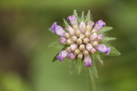 Knautia subscaposa var subintegerrima widow flower or scabious lovely flower light purple or pink natural lightの写真素材