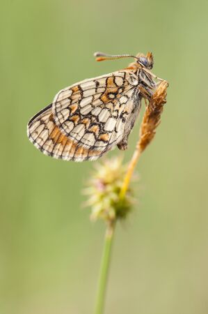 Melitaea cf parthenoides Meadow Fritillary beautiful butterfly photographed still sleeping in the dawn light by flashの写真素材