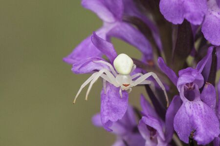 Misumena Watt Golden-rod Crab Spider of small size waiting for a prey on a dark pink wild orchid flower Dactylorrhiza light by flashの写真素材