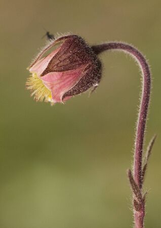 Geum rivale the water avens peculiar plant with very attractive flowers that grow in very humid places of mountain light by flashの写真素材