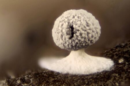 Physarum leucopus is a protozoan belonging to the group of myxomycetes, its size is tiny, barely 1.5 mm in total height, stacked of photomicrographs taken with the optical microscope illumination with artificial lightの写真素材