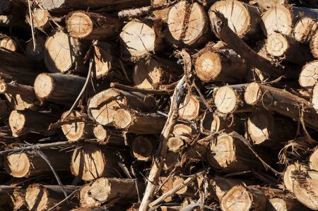 Eucalyptus logs stacked for transport natural lightの写真素材