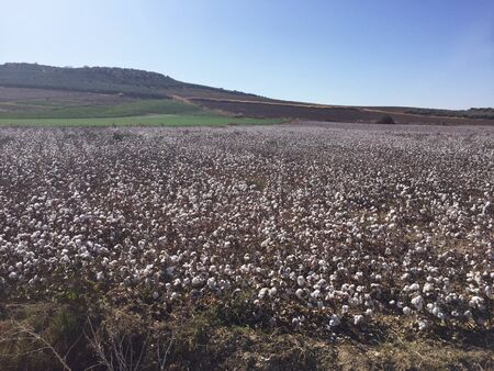 Cotton field in the south of Cordoba Andalusia at the beginning of autumn prepared for harvest natural lightの写真素材