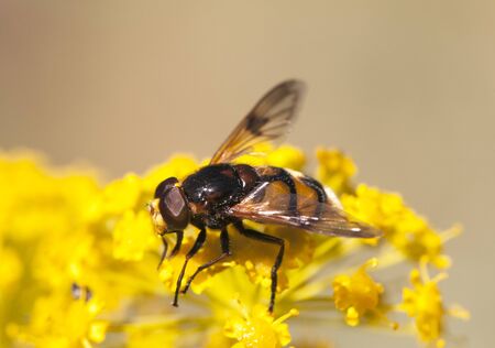 Volucella elegans hornet mimic hoverfly large fly that feeds on nectar in the flowers of appearance...