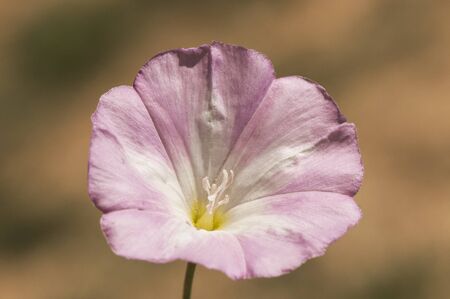 Convolvulus arvensis field bindweed lovely wild flower pink and white veined natural light