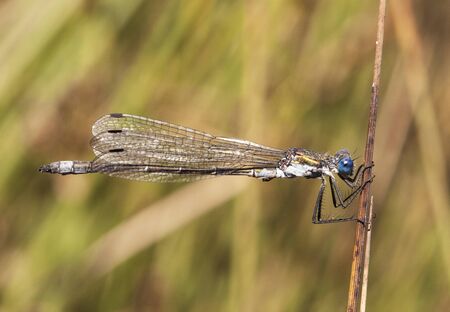 Lestes dryas emerald spreadwing scarce emerald damselfly and robust spreadwin lovely blue-eyed...