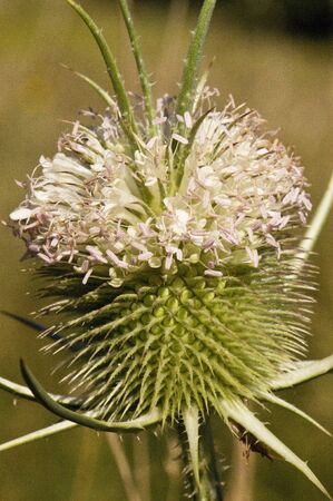 Dipsacus fullonum wild or fullers teasel large thistle and beautiful pink or white flowers live in...