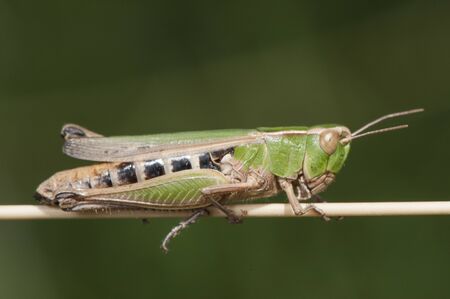Aiolopus puissanti Puissants Green winged Grasshopper orthopter quite common in Andalucia in places...