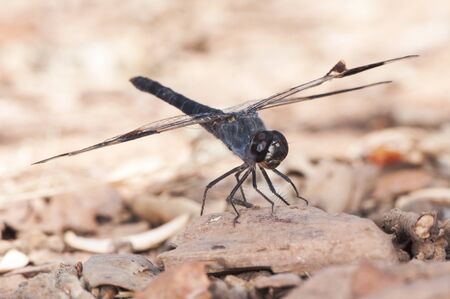 Brachythemis impartita the Northern banded groundling medium-sized male dragonfly with the typical black bands on the wings light by flashの写真素材