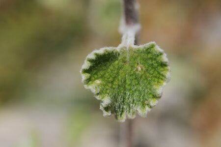 Marrubium vulgare white or common horehound in this case with purple flowers and intense smell...