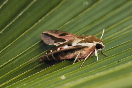 Hyles euphorbiae Spurge hawk-moth large and robust moth with beautiful colors natural light