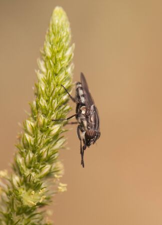 Stomorhina lunata Locust Blowfly fly very common at the end of summer perched on all kinds of...