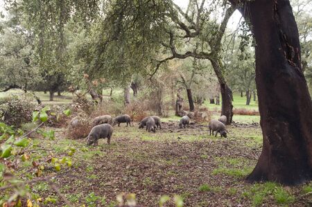 In the Andalusian pasture of cork oaks and holm oaks, Iberian pigs graze and eat acorns freely...