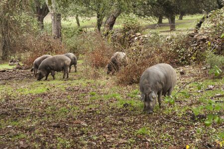 In the Andalusian pasture of cork oaks and holm oaks, Iberian pigs graze and eat acorns freely during the montanera months from November to February cloudy natural lightの写真素材