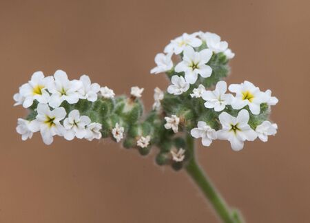 Heliotropium europaeum European heliotrope and turn sole weed very common in the fields of Andalusia in summer natural lightの写真素材