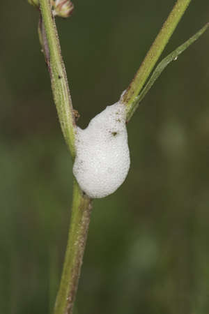 Oenanthe crocata Hemlock Water Dropwort Umbelliferae of small clustered white flowers and delicate lobed green leaves on blur green background light by flashの写真素材