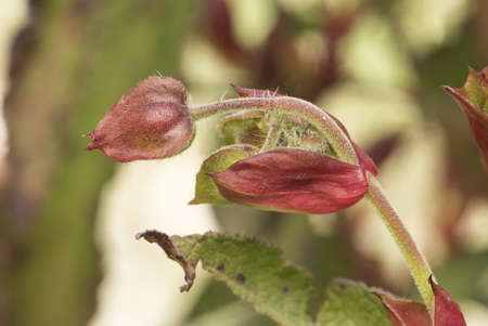 Cistus populifolius, male deer rockrose leaves buds red green stems young spring shoots on deep green defocused background blurred flash lightingの写真素材