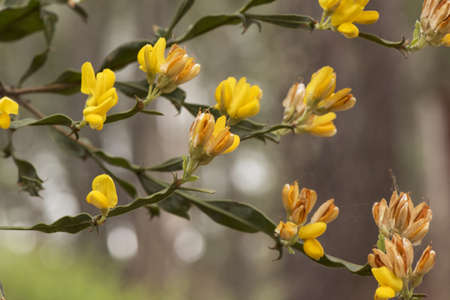 Pterospartum tridentatum legume with shrubby growth with flattened stems, thorny flowers of intense reddish yellow color blurred background light by flashの写真素材