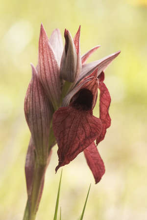 Serapias cordigera velvet heart orchid wild flower with large purple red petals with velvet appearance on defocused green backgroundの写真素材