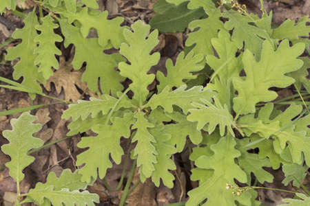 Quercus pyrenaica Pyrenean oak spring shoots with green or red velvet appearance detail of leaves...