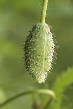 Papaver rhoeas Flanders corn field or common poppy beautiful flower of intense red color with black stamens, green buds with spiky bristles and green capsule with purple pollen green backgroundの写真素材