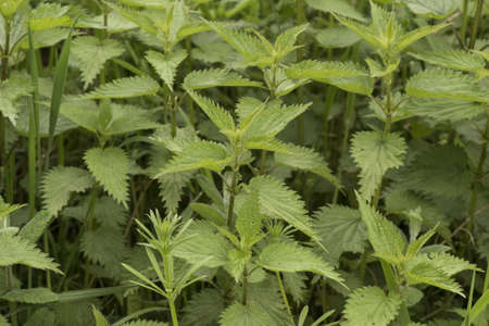 Urtica sp nettles stinging plant with sharp acid-filled spines of deep green color with ribs...