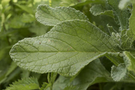 Fragaria vesca wild strawberry large hairy green leaves small immaculate white flowers orange yellow stamens developing green strawberry with small seeds forming light by flashの写真素材