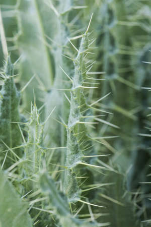 Cirsium pyrenaicum Pyrenean Thistle spring green leaves of this plant growing in wet mountain meadows on green background flash lightingの写真素材