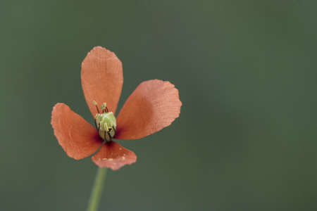 Cirsium pyrenaicum Pyrenean Thistle spring green leaves of this plant growing in wet mountain meadows on green background flash lightingの写真素材