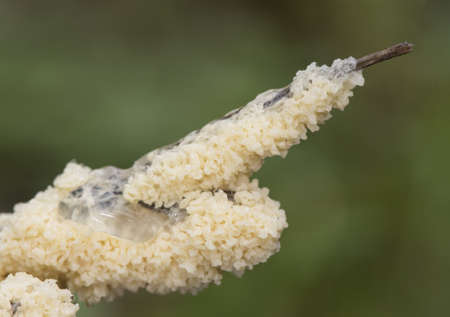 Orchis champagneuxii small wild orchid bluish purple spring color green grass meadow blurred background light by flashの写真素材