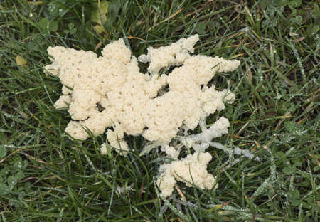 Pyrus bourgaena wild pear immaculate white flowers with deep pink stamen on twig and defocused green background light by flashの写真素材