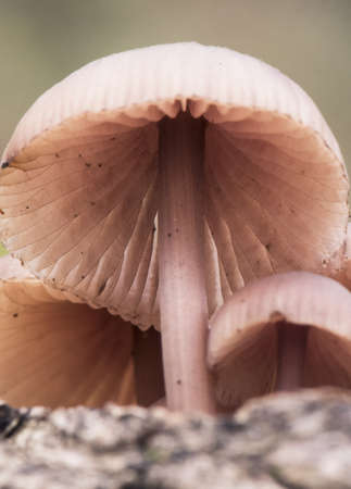 Macrolepiota procera Parasol mushroom large edible mushroom with cap and foot covered by brown hairy scales and chicken foot appearance light by flashの写真素材