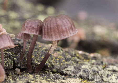 Macrolepiota procera Parasol mushroom large edible mushroom with cap and foot covered by brown hairy scales and chicken foot appearance light by flashの写真素材