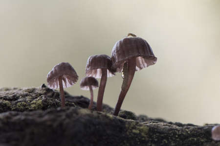Macrolepiota procera Parasol mushroom large edible mushroom with cap and foot covered by brown hairy scales and chicken foot appearance light by flashの写真素材