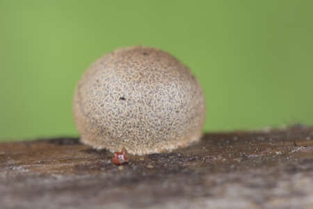 Lycogala epidendrum wolf's milk Protista small orange or gray spore-filled pellets growing on dead wood flash lightingの写真素材