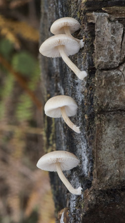 Coprinus picaceus Magpie Fungus pretty mushroom of black and white color at maturity, although without culinary interest, the sheets when ripe are liquefied into an ink-like liquid flash lightingの写真素材