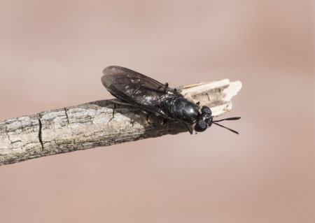 Quercus suber cork oak tree of humid Mediterranean climate produces acorns that feed pigs and cows on natural background flash lightingの写真素材