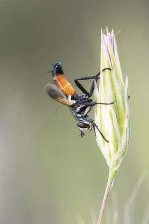 Cylindromia species fly of very striking colors black orange and white of the family Tachinidae perched in a very strange posture on a perch with unfocused green background flash lightingの写真素材